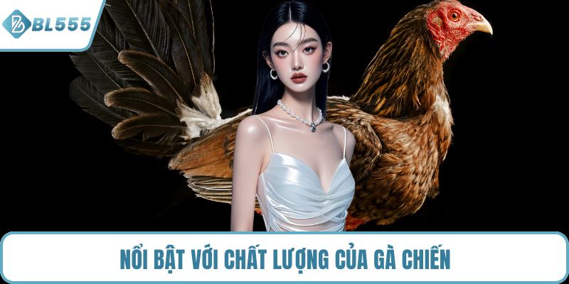 Nổi bật với chất lượng của gà chiến